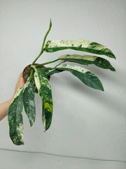 Raphidophora Puberula Variegata