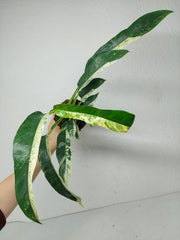 Raphidophora Puberula Variegata