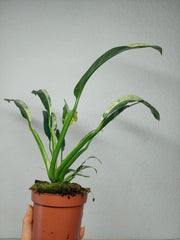 Raphidophora Puberula Variegata