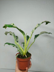Raphidophora Puberula Variegata