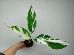 Musa Aeae Kuikawa