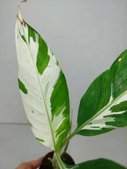 Musa Aeae Kuikawa