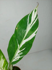 Musa Aeae Kuikawa