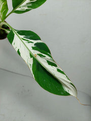 Musa Aeae Kuikawa