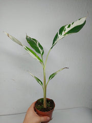 Musa Aeae Kuikawa