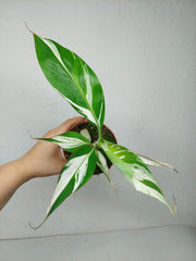Musa Aeae Kuikawa