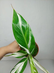 Musa Aeae Kuikawa