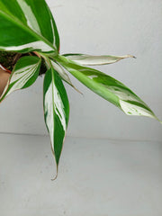 Musa Aeae Kuikawa