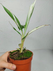 Musa Aeae Kuikawa