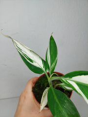 Musa Aeae Kuikawa