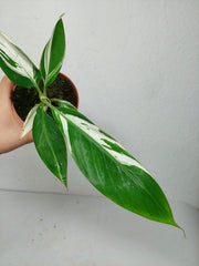 Musa Aeae Kuikawa