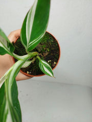 Musa Aeae Kuikawa