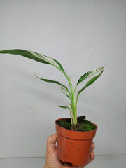 Musa Aeae Kuikawa