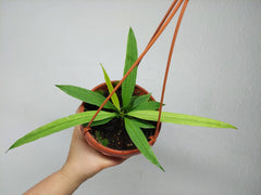 Anthurium Vittarifolium Ghost Variegata