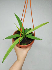 Anthurium Vittarifolium Ghost Variegata