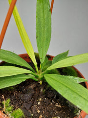 Anthurium Vittarifolium Ghost Variegata