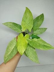 Homalomena Sulcata Cream Frost