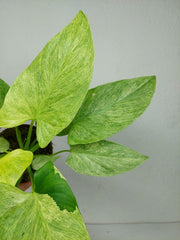 Homalomena Sulcata Cream Frost