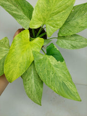 Homalomena Sulcata Cream Frost