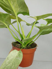 Homalomena Sulcata Cream Frost