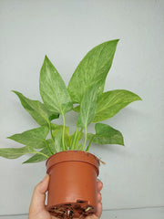 Homalomena Sulcata Cream Frost