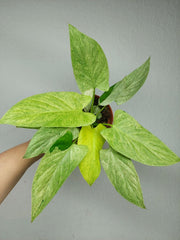Homalomena Sulcata Cream Frost