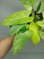 Homalomena Sulcata Cream Frost
