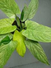 Homalomena Sulcata Cream Frost