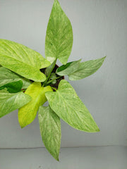 Homalomena Sulcata Cream Frost