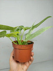 Homalomena Sulcata Cream Frost
