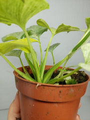 Homalomena Sulcata Cream Frost