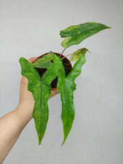 Alocasia Sabrina Aurea Variegata