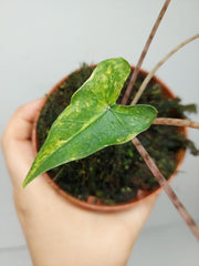 Alocasia Sabrina Aurea Variegata