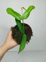 Hoya Pandurata