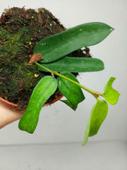 Hoya Pandurata