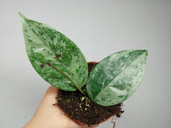 Hoya Coriacea Silver