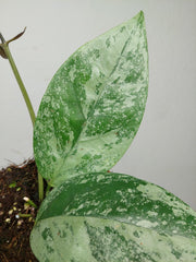 Hoya Coriacea Silver