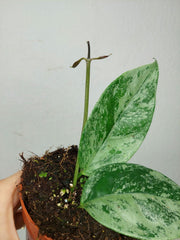 Hoya Coriacea Silver