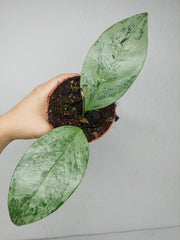 Hoya Coriacea Silver