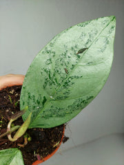 Hoya Coriacea Silver