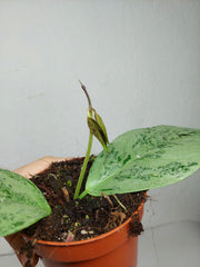Hoya Coriacea Silver