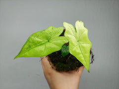 Alocasia Batwing Ghost