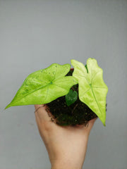 Alocasia Batwing Ghost