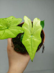 Alocasia Batwing Ghost