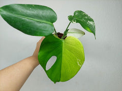 Monstera Jungle Mint