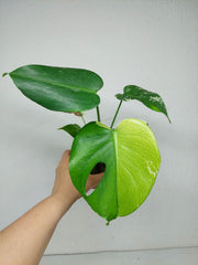 Monstera Jungle Mint
