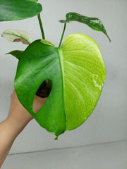 Monstera Jungle Mint