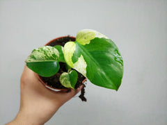 Monstera Jungle Mint