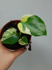 Monstera Jungle Mint
