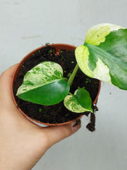 Monstera Jungle Mint